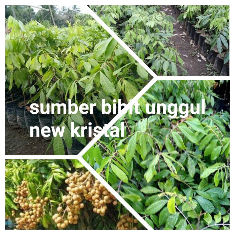 bibit kelengkeng new kristal unggul