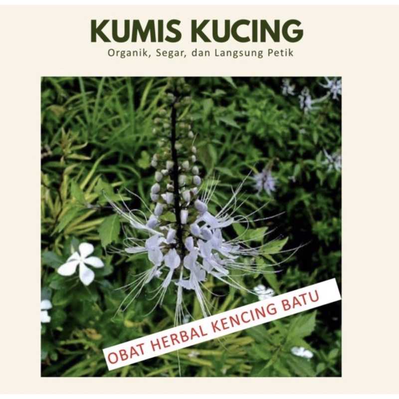 tanaman herbal kumis kucing // bibit tanaman herbal kumis kucing