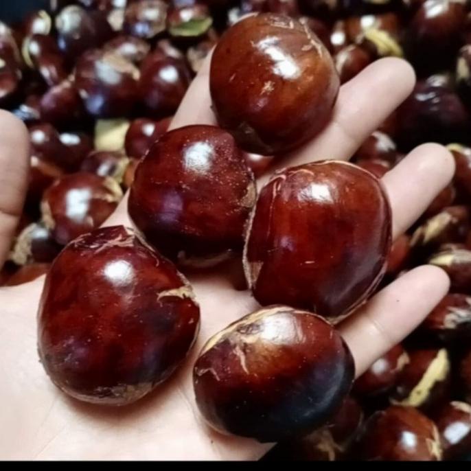 

JENGKOL TUA SUPER 1KG