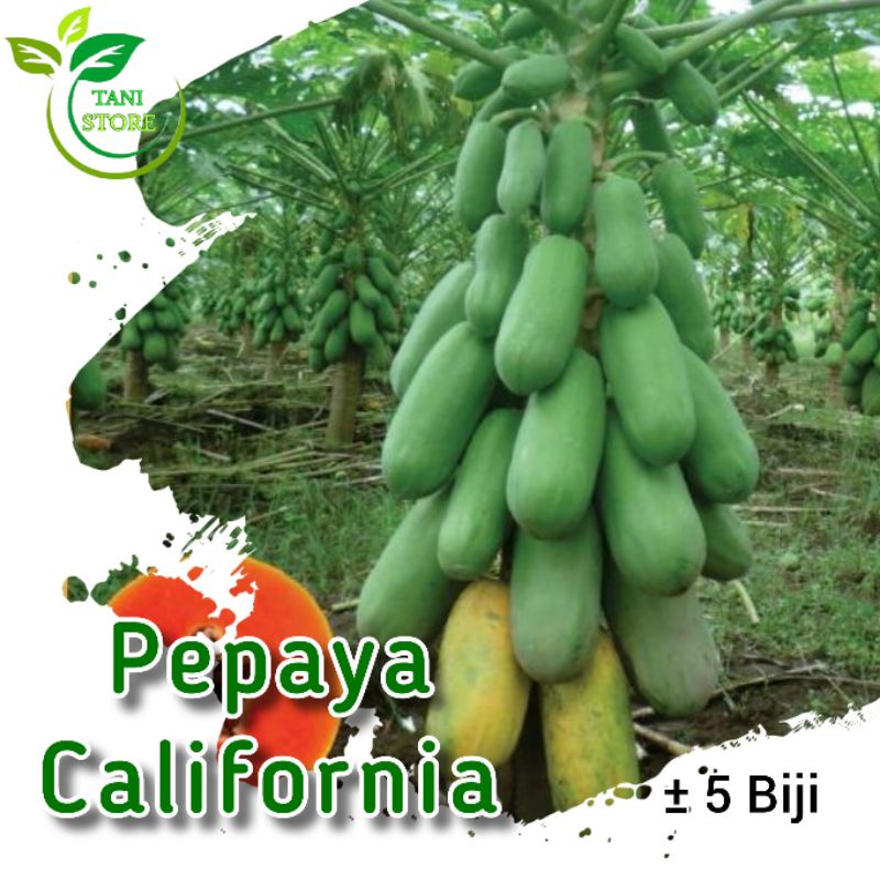 ±5 biji benih pepaya california f1_bibit pepaya california