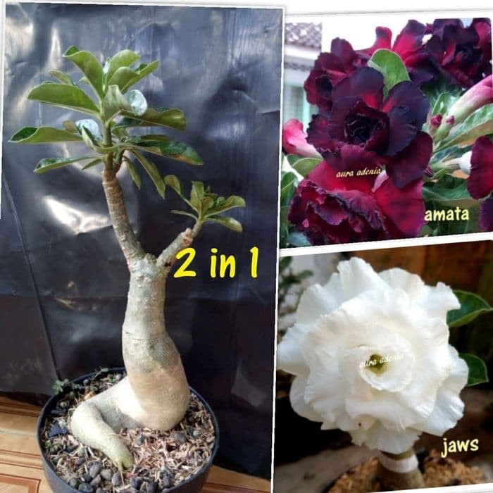 bibit kamboja adenium/kamboja jepang 1 pohon 2 warna TERLARIS