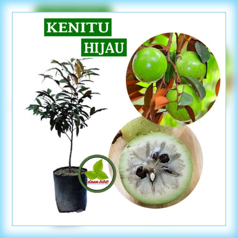 dijual kenitu Hijau