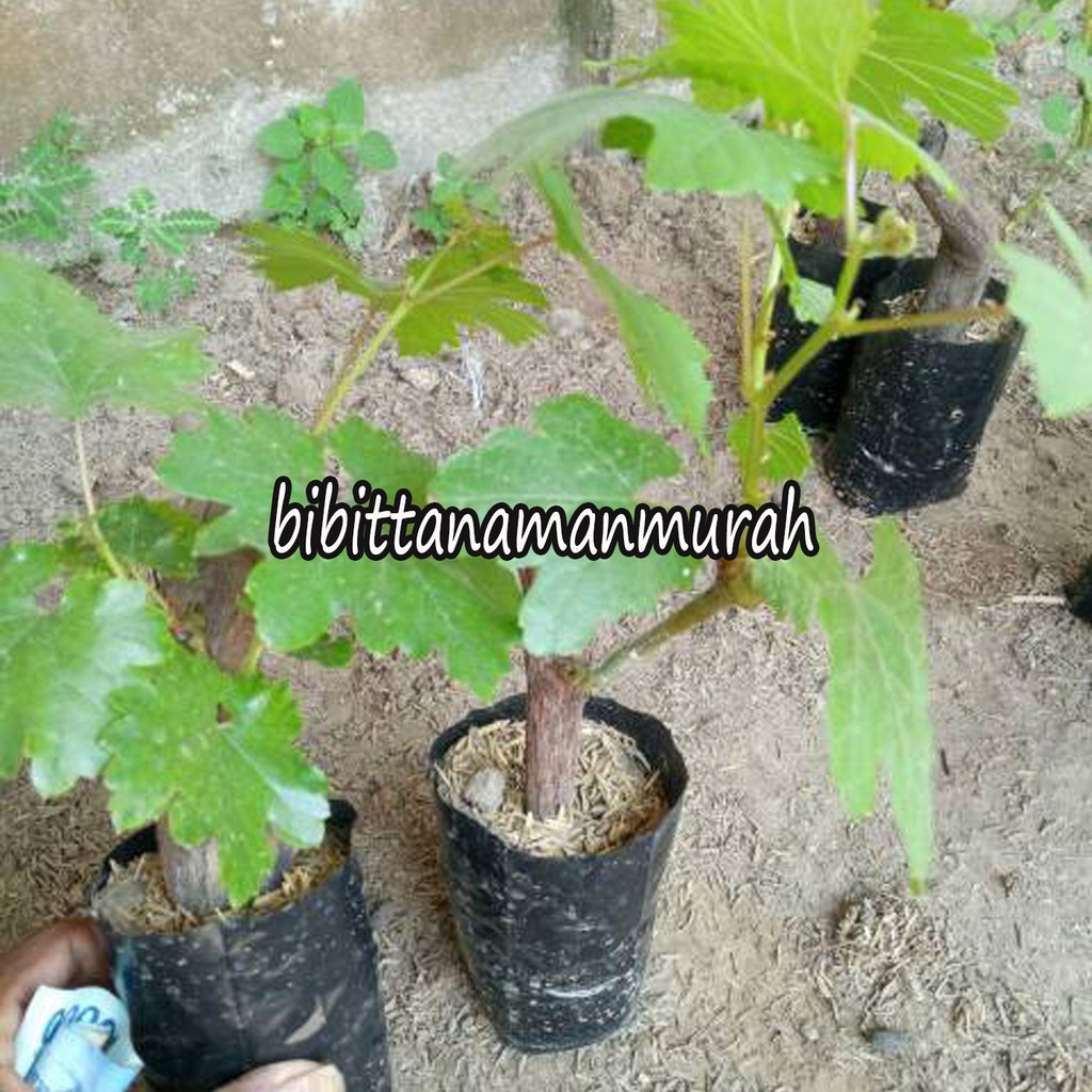 Bibit anggur import jupiter