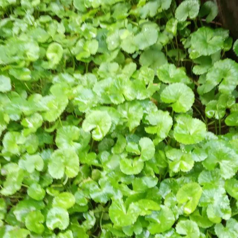 Daun pegagan segar pegagan tanah/ pegagan sawah pegagan organik, antanan/kerang-kerangan