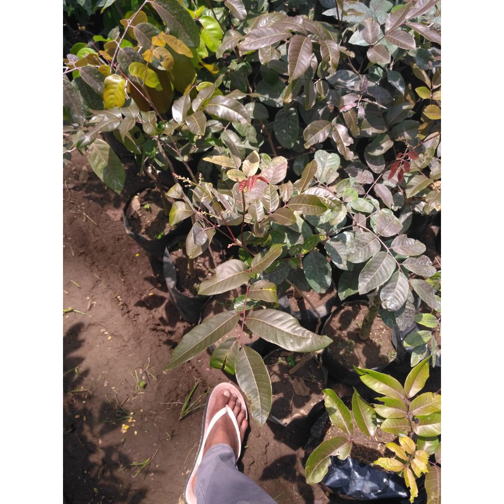 bibit klengkeng merah berbunga