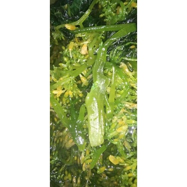 

Manisan sayur haluah bunga pepaya 1Kg