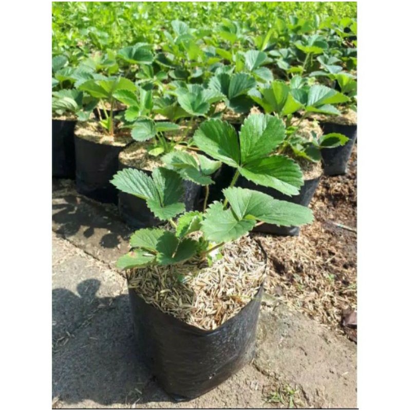 

BIBIT BUAH STROWBERRI LOCAL MANIS SIAP BERBUAH STROWBERRY BUAH MANIS LOCAL