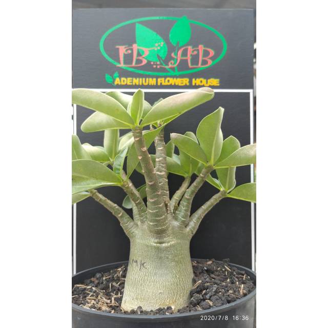Adenium Karakter Jenis Mkmk