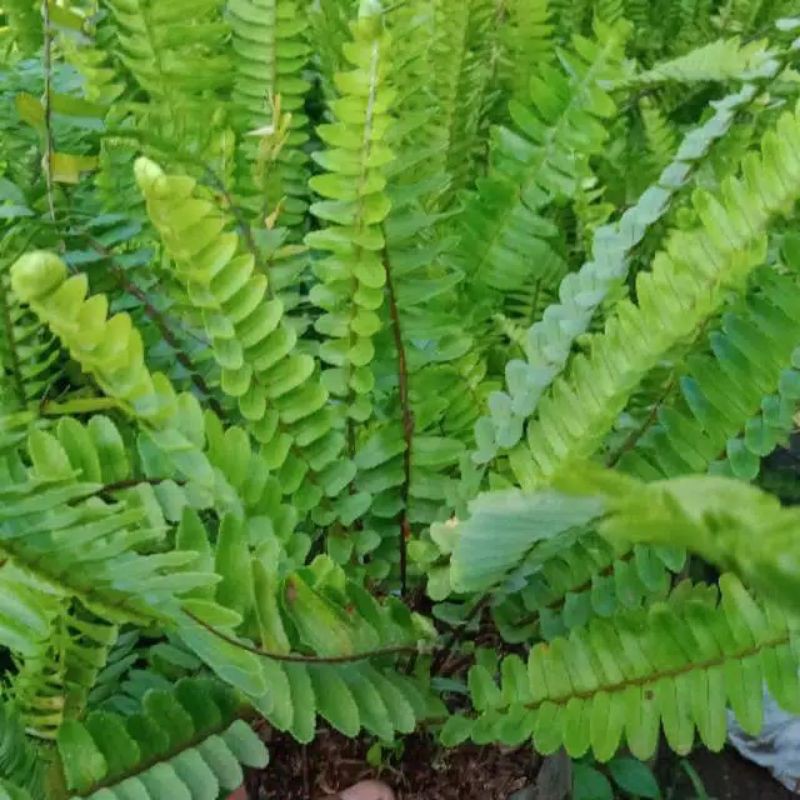 tanaman hias pakis sisir