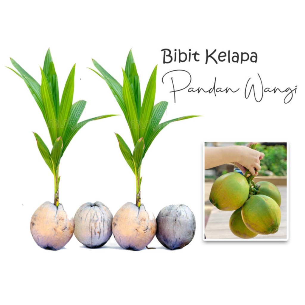 2 bibit kelapa pandan wangi + 1 bibit sirsak madu