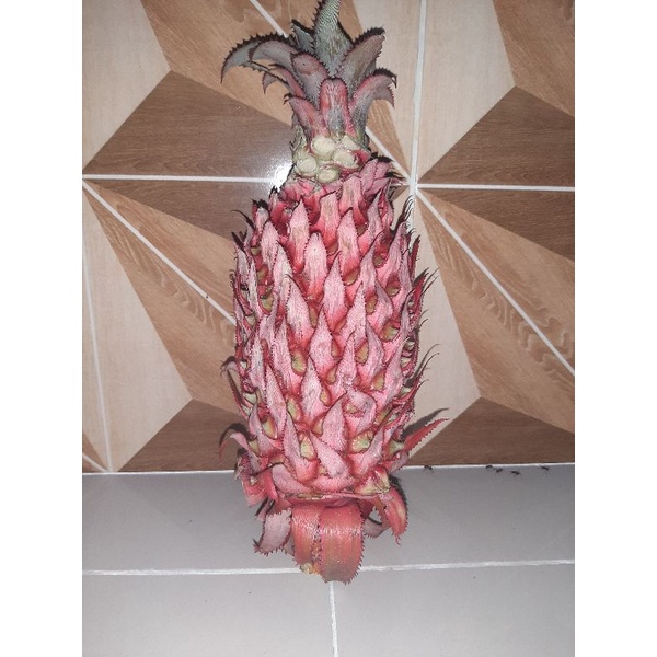 

Nanas Merah Asli / Nanas Buaya / Nanas Hutan 500gr