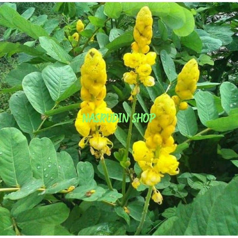 

DAUN KETEPENG SEGAR LANGSUNG PETIK | DAUN KIMANILA