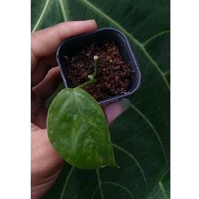 Epipremnum Sp Bali Hanoman