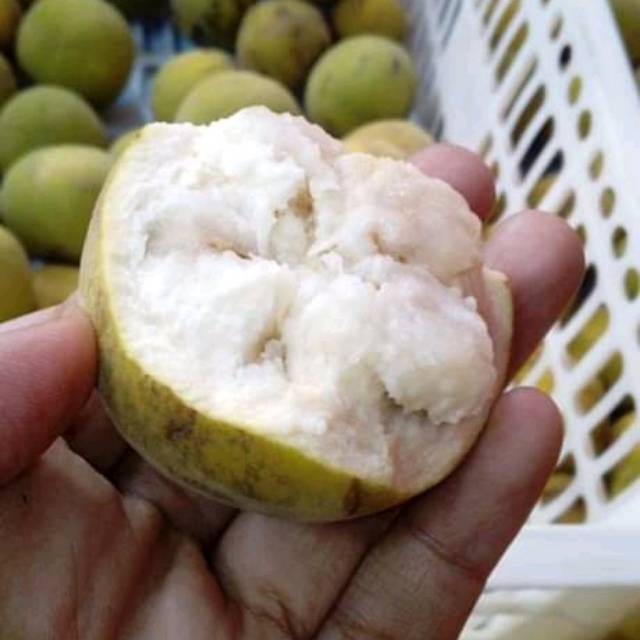

Buah kecapi lumut