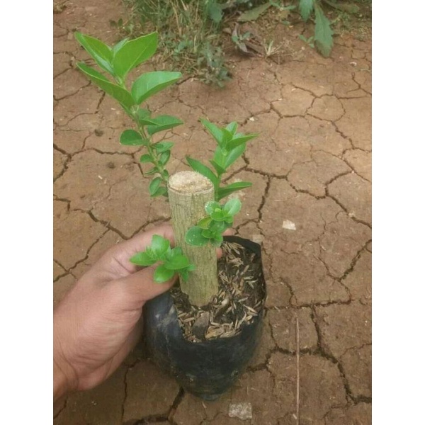 bonsai sancang ori dari cangkok 12k