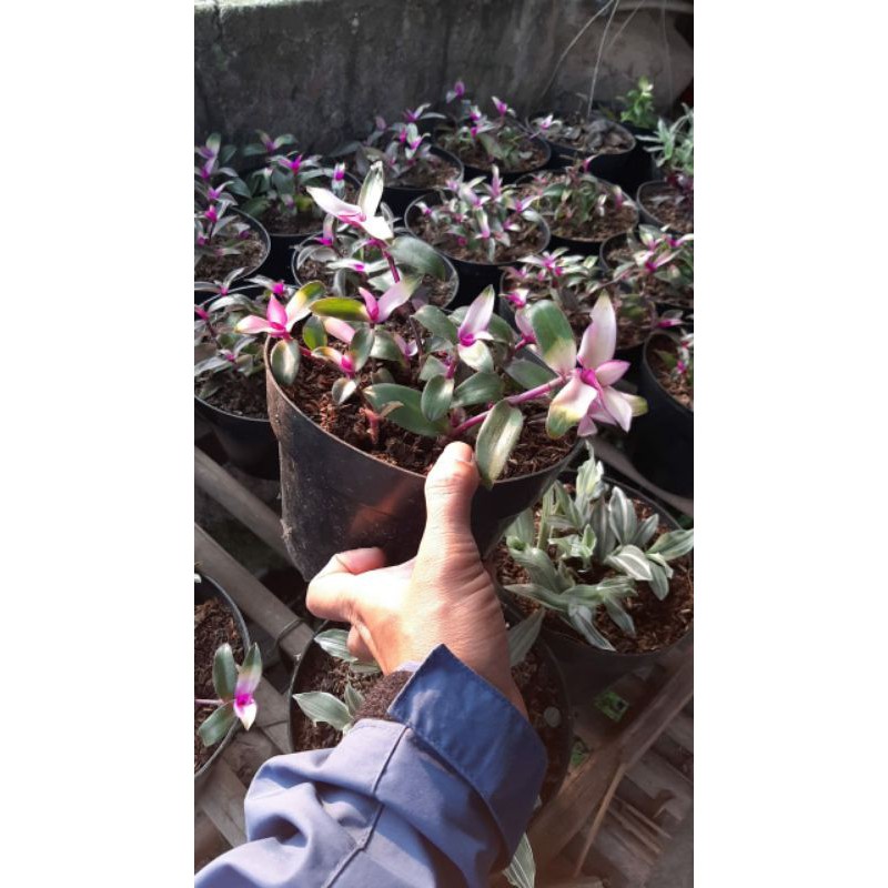 tanaman hias pot gantung lidah kera becolour