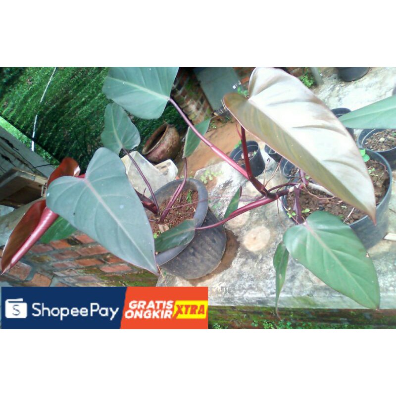 Tanaman Hias Philodendron Red Cardinal treatment lengkap Siap Kirim luar Jawa