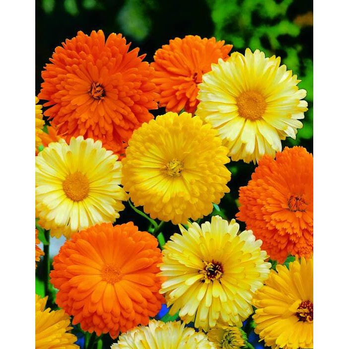 Benih Bibit Biji - Bunga English Marigold (Calendula officinalis) Flower Seeds - IMPORT