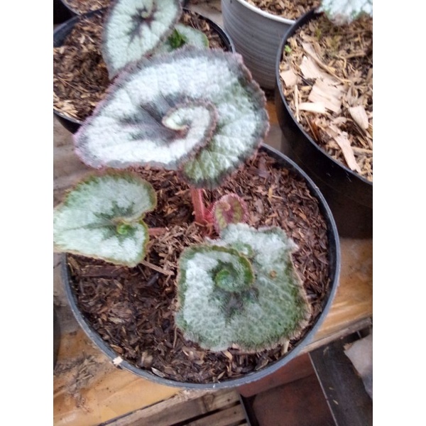 begonia keong/escargot