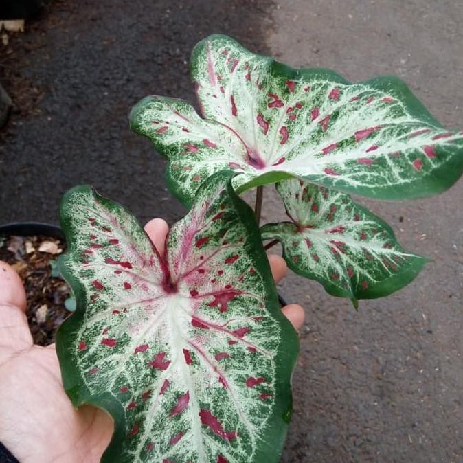 Paling Dicari Tanaman Hias Keladi Wayang Caladium Shopee Indonesia