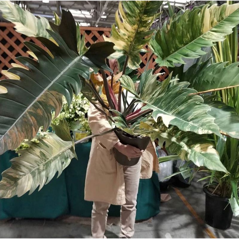 Philodendron Caramel Marble Varigata