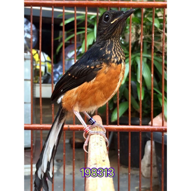 Burung murai batu Medan Trotol Jantan Ring APBN+BnR trah prestasi ekor 27cm