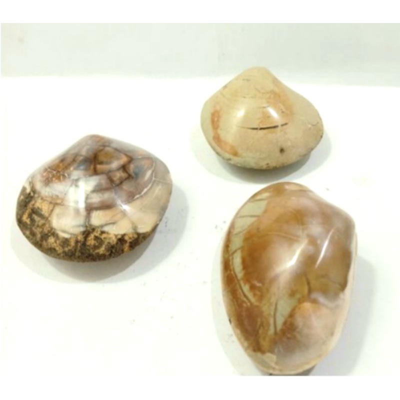 barang antik posil kijing bungkem