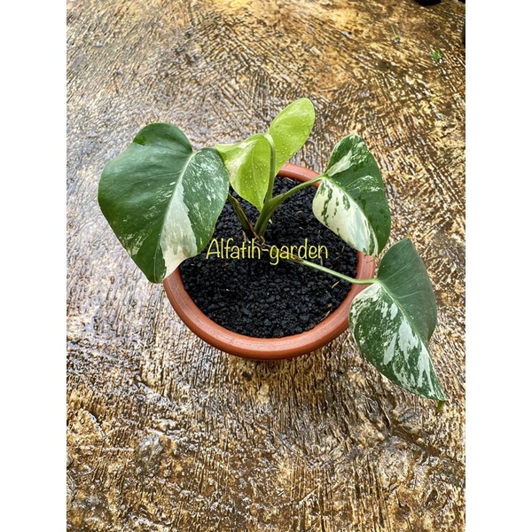 monstera white tiger varigata