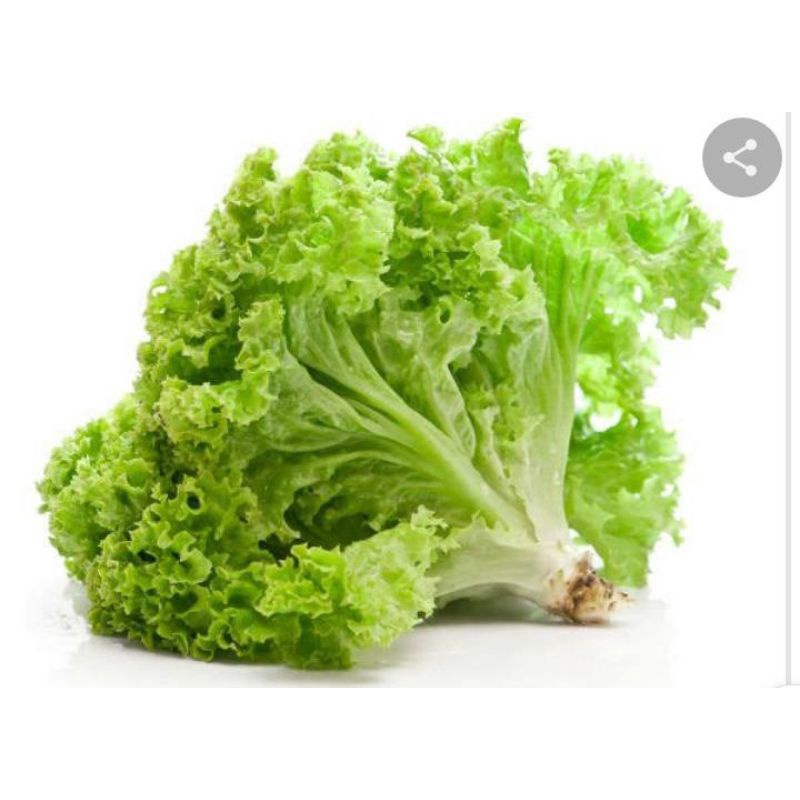 

sayur selada fresh