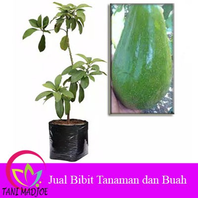 Bibit Tanaman Buah Alpukat Aligator