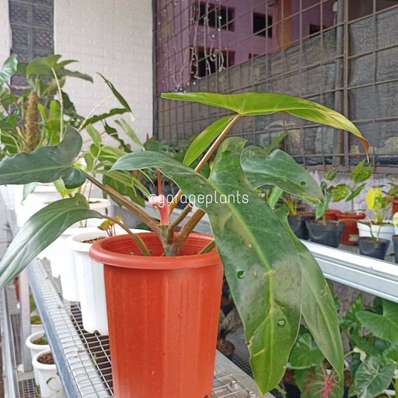 Philodendron Mexicanum