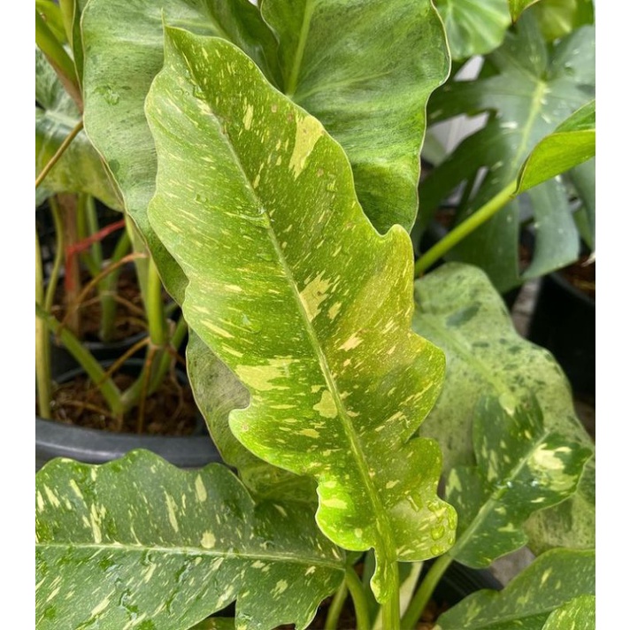 philodendron ring of fire varigata #gergajivarigata #aroid #philodenron