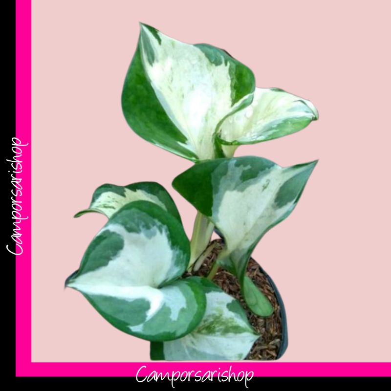 Sirih gading manjula - Sirih gading manjula keong