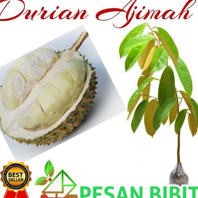 BREK RESTOCK* BIBIT DURIAN AJIMAH SUPER