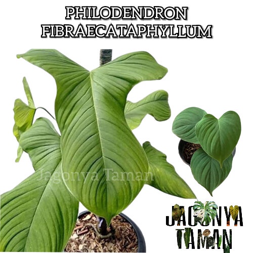 TANAMAN PHILODENDRON FIBRAECATAPHYLLUM / TANAMAN PHILO FIBRAE