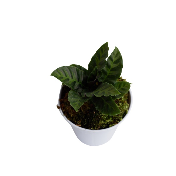 Tanaman Calathea Louisae - kalatea bulu ayam bergaransi