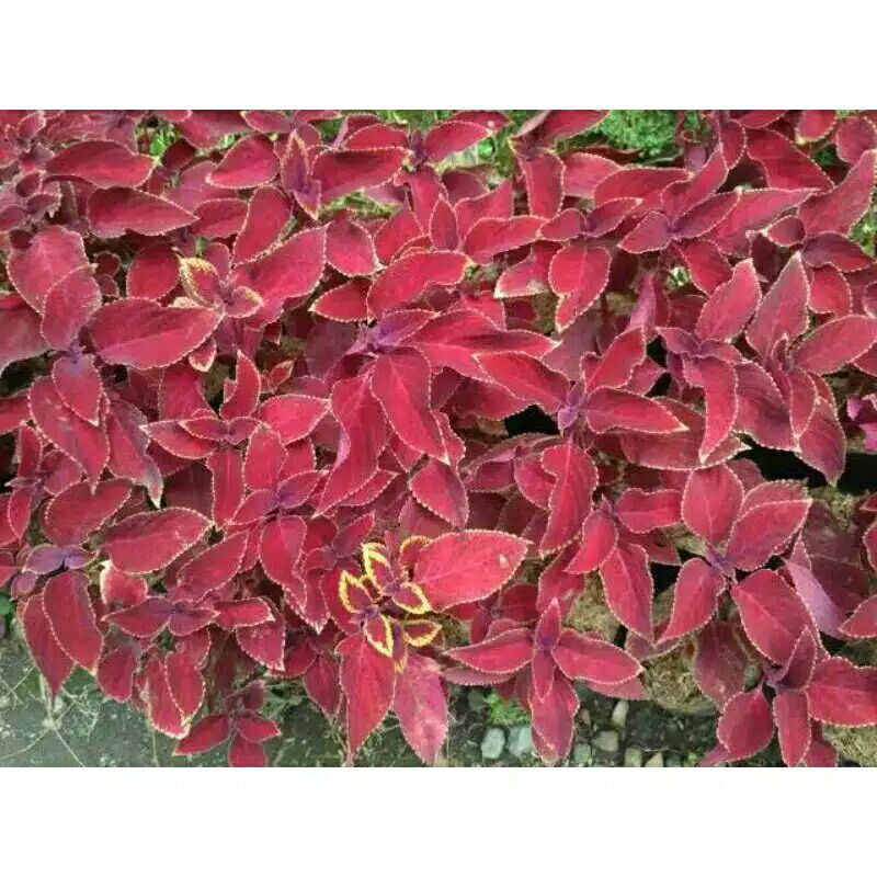 tanaman hias miana merah-Tanaman Hias Miana Merah-Miana Merah-BUNGA MIANA MERAH TANAMAN HIAS PROMO