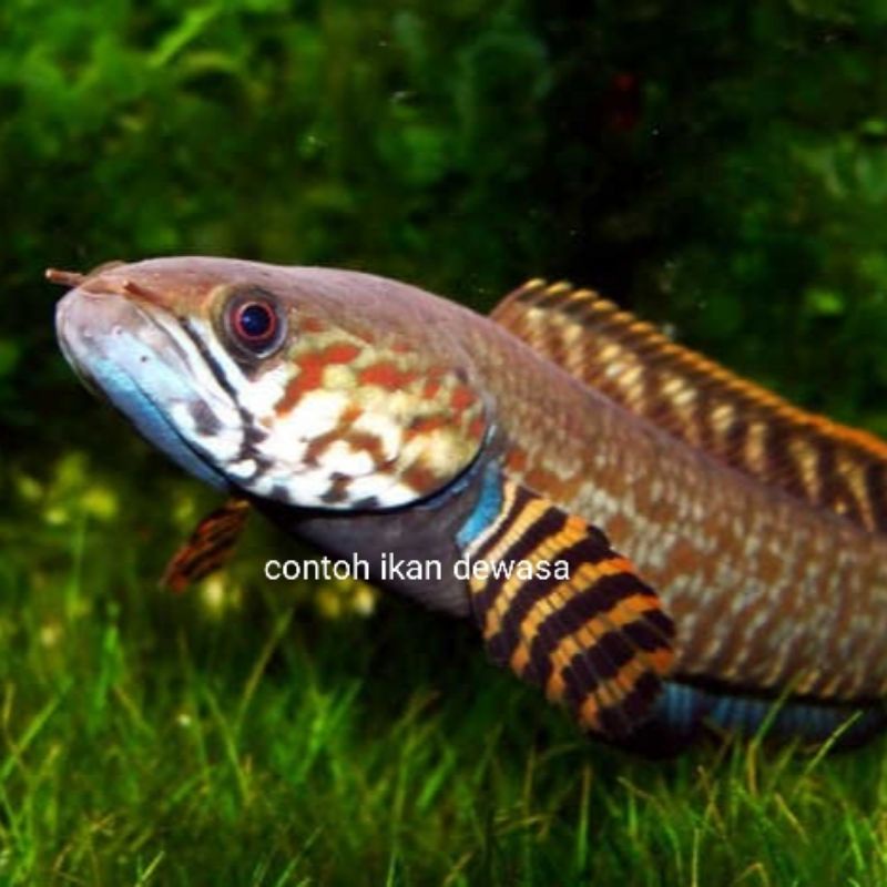 chana bleheri (Rainbow snake head)