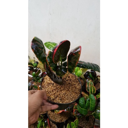 Puring Apel Merah Centong ORIGINAL