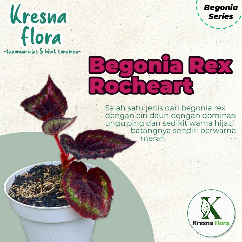 Begonia Rex Rocheart
