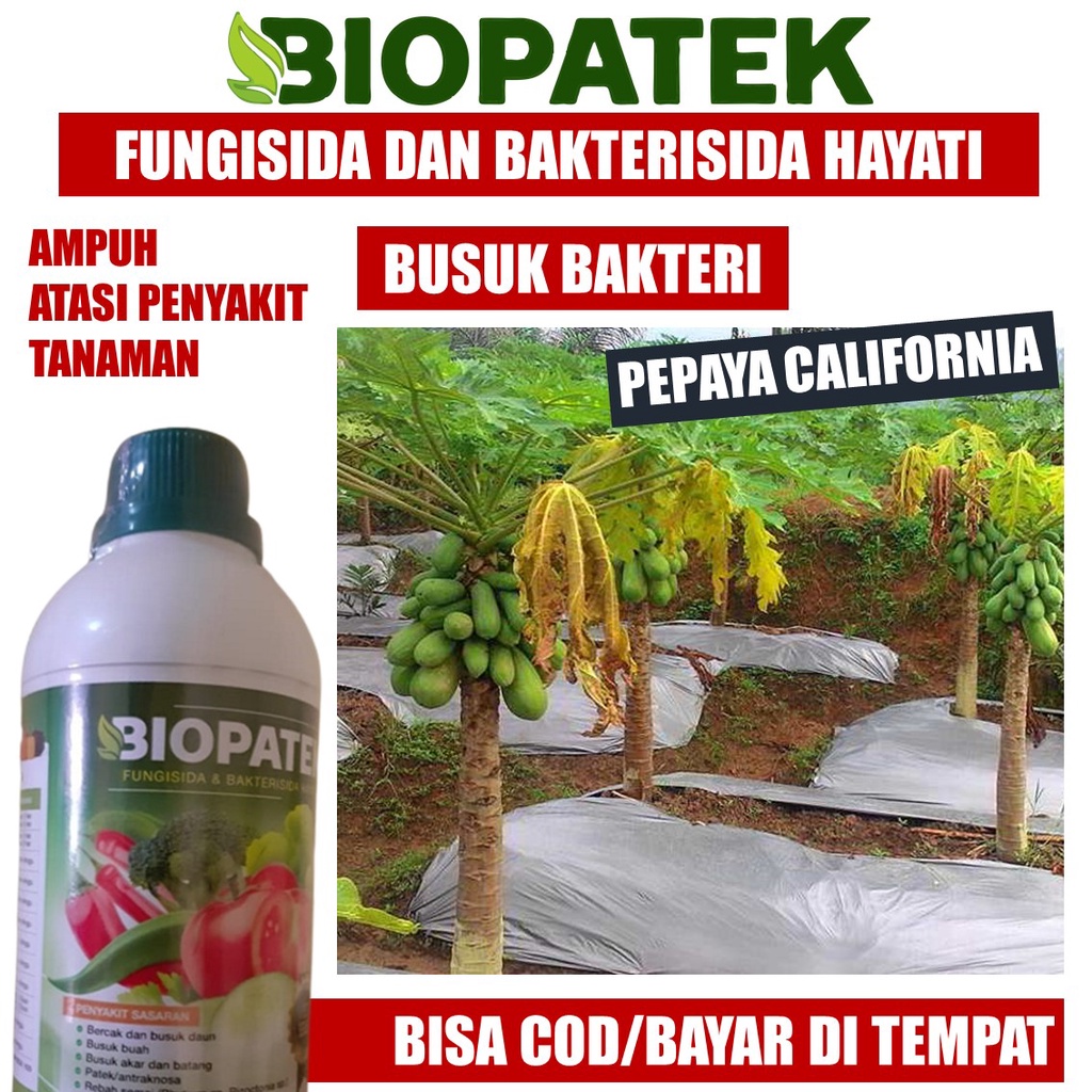 Jual Obat Busuk Pangkal Batang Pepaya Rebah Batang Pepaya Layu