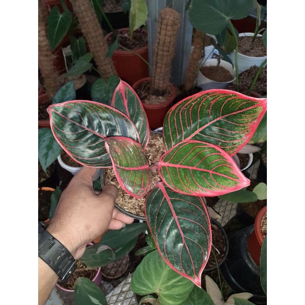 khanza aglaonema