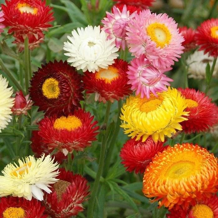 [Best Selling] 10 Seeds - Strawflower Swiss Giant Mix Bunga Biji Benih Bibit - SR0037