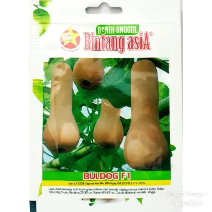 (1 PACK) Benih Labu Madu Hibrida Buldog F1 - Bintang Asia (1 biji) ANPN62 Buru Order