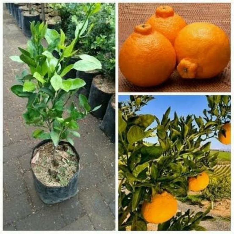 Bibit jeruk dekopon jumbo hasil okulasi