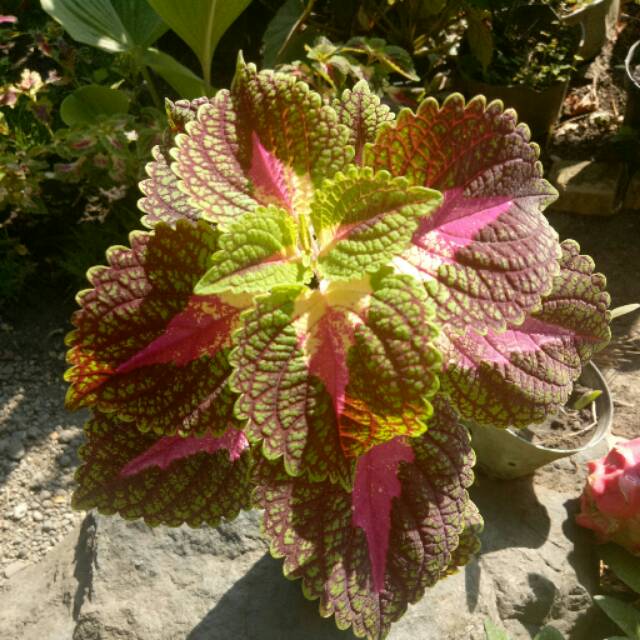 Coleus