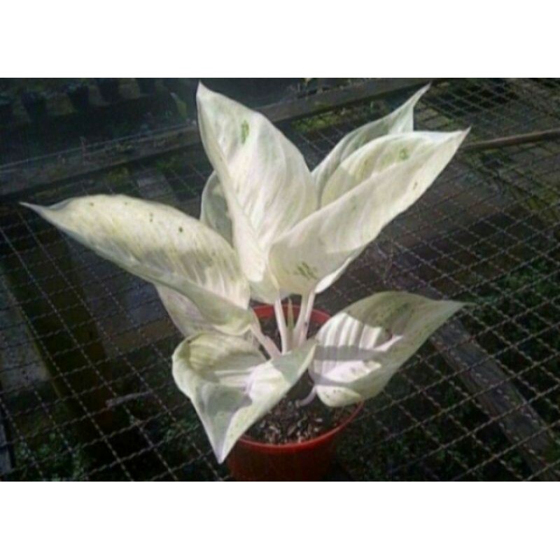 Bibit bonggol aglonema legacy salju