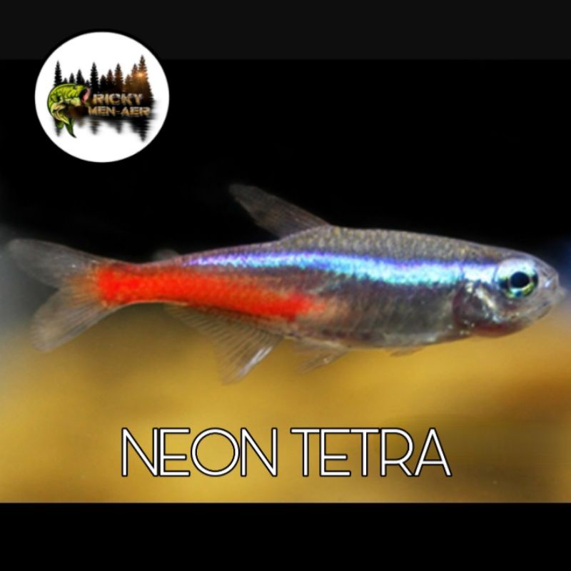 

IKAN NEON TETRA SIZE L