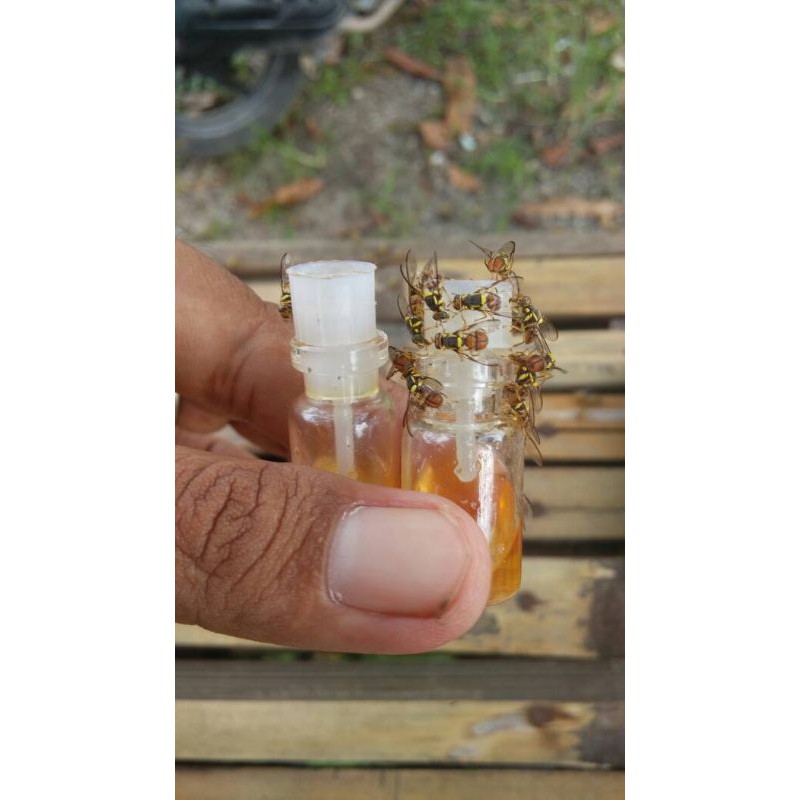 MINYAK KLANCENG PUTIH