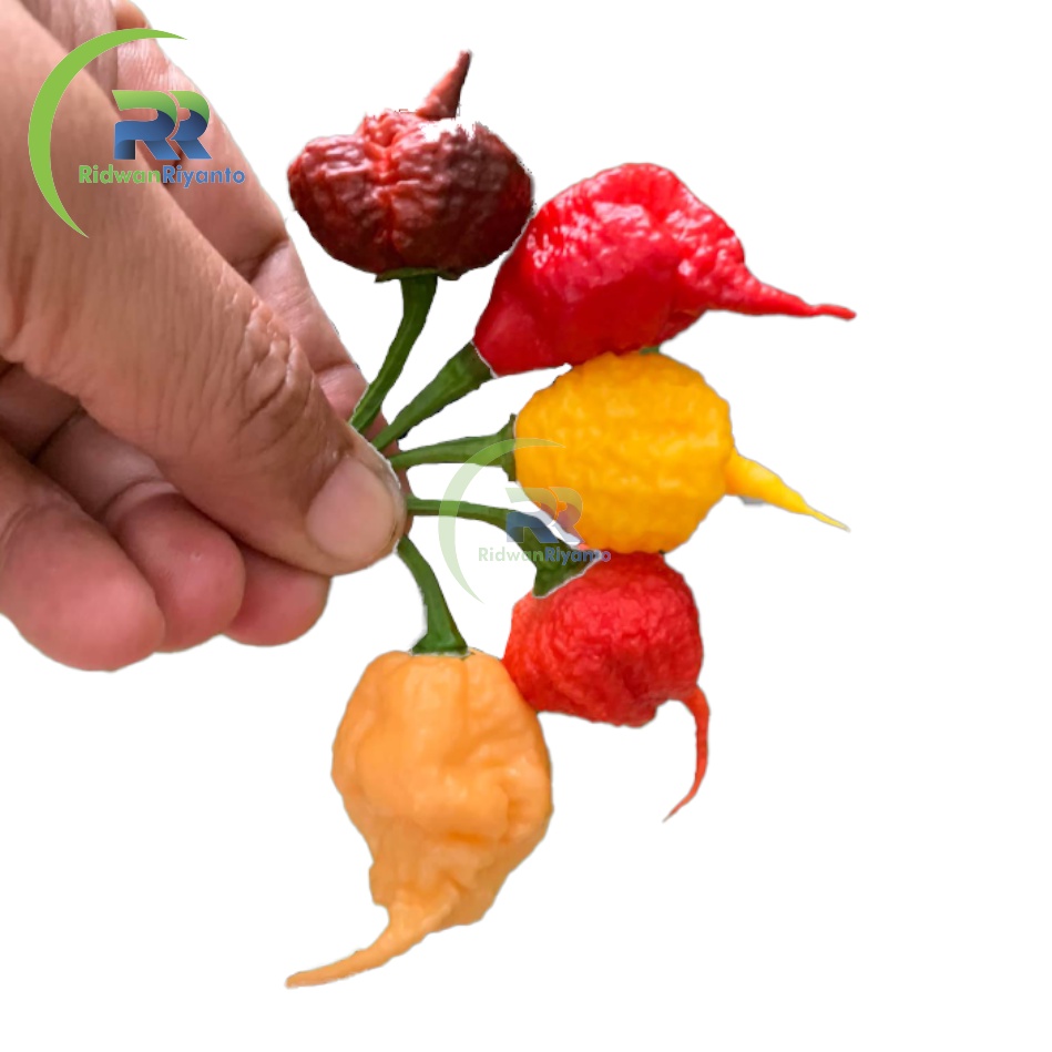 Paket 4d Biji Cabe Carolina Reaper Cabai Terpedas di Dunia Nomor 1 versi The Guinness World Record Benih Tanaman